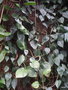 vignette Philodendron hederaceum var. hederaceum,