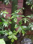 vignette Philodendron laciniatum ,