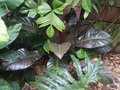 vignette Philodendron 