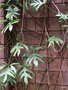 vignette Philodendron laciniatum ,