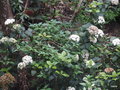 vignette Viburnum rigidum = Viburnum tinus subsp. rigidum ,