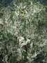 vignette Lichen ; massif de l'Anaga
