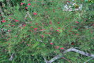 vignette Grevillea juniperina / Proteaceae / Australie
