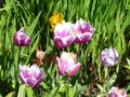 vignette Tulipa - Tulipe