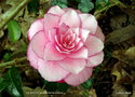 vignette Camélia ' JOE NUCCIO ' camellia hybride williamsii