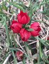 vignette Tulipa humilis 'Lilliput'