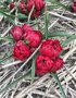 vignette Tulipa humilis 'Pink Charm'