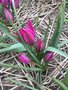 vignette Tulipa humilis 'Tete  Tete'