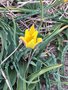 vignette Tulipa iliensis - Tulipe