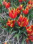 vignette Tulipa 'Duc van Tol Red and Yellow' - Tulipe historique