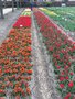 vignette Tulipa 'Duc van Tol Red and Yellow' - Tulipe historique