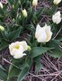 vignette Tulipa 'Duc van Tol White' - Tulipe historique