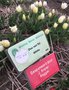 vignette Tulipa 'Duc van Tol White' - Tulipe historique