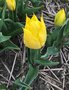 vignette Tulipa 'Duc van Tol Yellow' - Tulipe historique