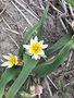 vignette Tulipa bifloriformis (major)