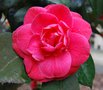 vignette Camellia japonica 'Paolina Guichardini'