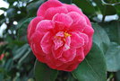 vignette Camellia japonica 'Paolina Guichardini'