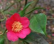 vignette Camellia japonica 'Villa Madre'   (USA 1957)