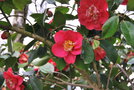 vignette Camellia japonica 'R.L. Wheeler'   (USA 1948)