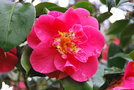 vignette Camellia japonica 'R.L. Wheeler'   (USA 1948)