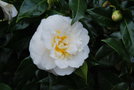 vignette Camellia japonica 'Witman Yellow'   (USA 1963)