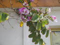 vignette 3-Bauhinia variegata ,