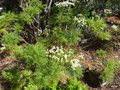 vignette Tanacetum ferulaceum subsp ferulaceum