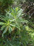 vignette Cheirolophus canariensis var. falcisectus ,