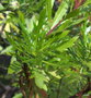 vignette Cheirolophus canariensis var. falcisectus ,