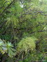 vignette Atalanthus pinnatus / Sonchus leptocephalus ,
