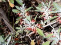 vignette Teucrium heterophyllum canarias
