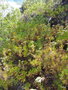 vignette Tanacetum ferulaceum subsp ferulaceum