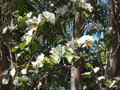 vignette 1-Bauhinia variegata ,