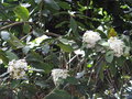 vignette 1- Acokanthera oblongifolia ,
