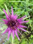 vignette Tragopogon porrifolius - Salsifis cultiv