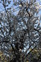vignette Prunus amygdalus
