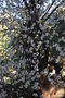 vignette Prunus amygdalus