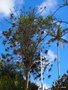 vignette 1-  Araucaria angustifolia ,