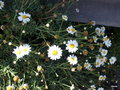 vignette 2- Argyranthemum adauctum ssp canariense ,
