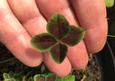 vignette Trifolium repens - Trfle pourpre