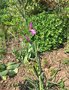 vignette Gladiolus italicus