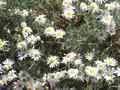 vignette Argyranthemum adauctum ssp canariense ,