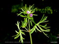 vignette Geranium dissectum , plante sauvage aux fleurs minuscules