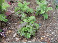vignette Brassica oleracea var. acephala - Chou