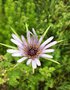 vignette Tragopogon porrifolius - Salsifis cultiv