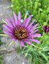 vignette Tragopogon porrifolius - Salsifis cultiv