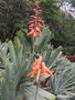 vignette Aloe disticha var. plicatilis,