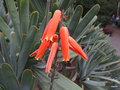 vignette Aloe disticha var. plicatilis,