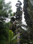 vignette Pinus canariensis ,