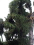 vignette Pinus canariensis ,